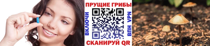 Галлюциногенные грибы Cubensis Болотное